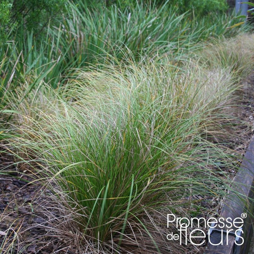 Carex flagellifera Kiwi (Plant habit)