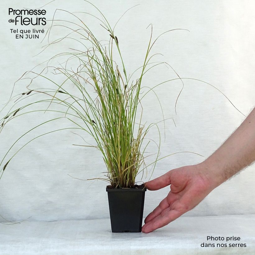 Carex flagellifera Kiwi 8/9 cm pot sample as delivered in summer