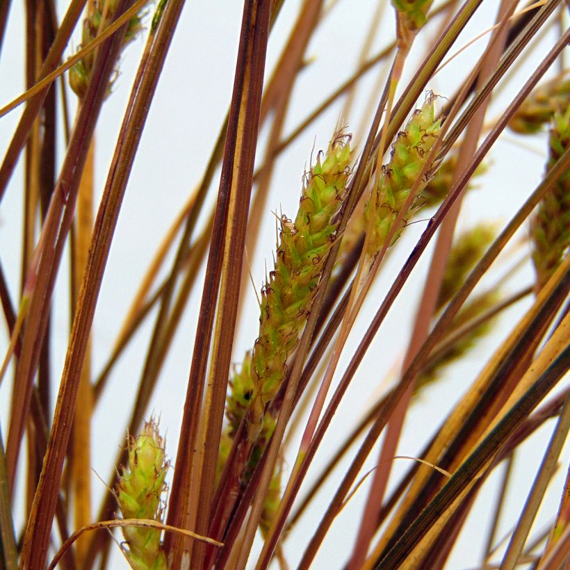 Carex flagellifera (Flowering)