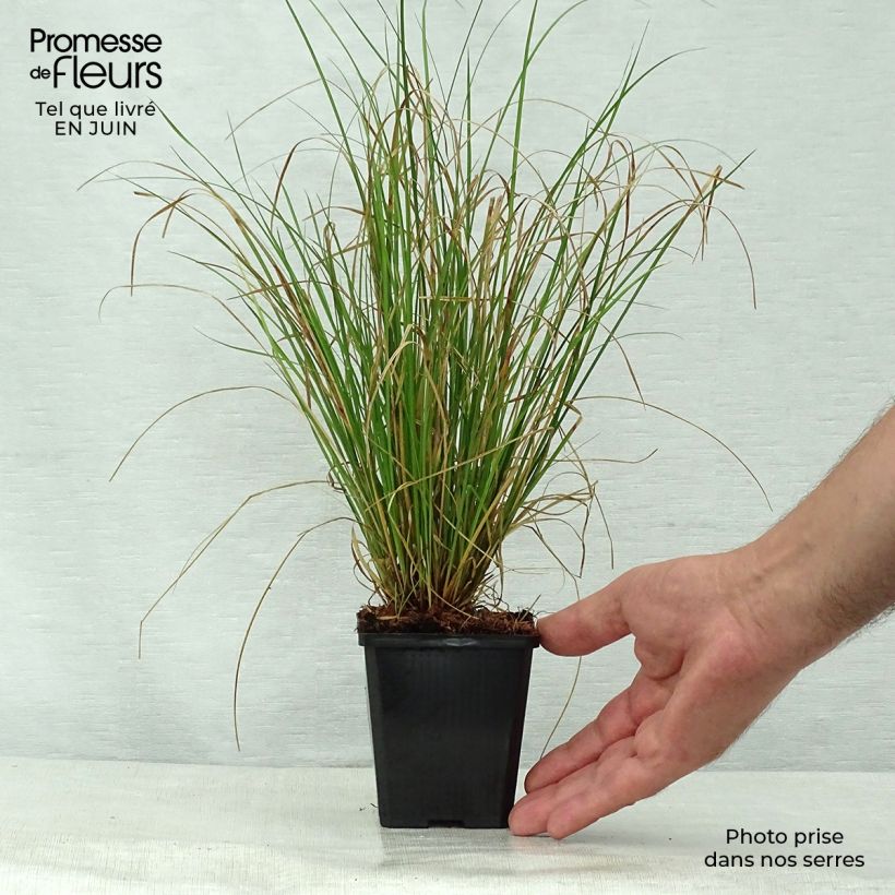 Carex flagellifera 8/9 cm pot sample as delivered in summer