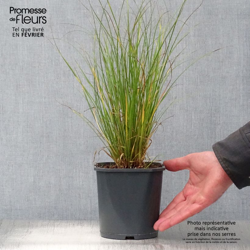 Carex flagellifera 2L/3L pot sample as delivered in winter