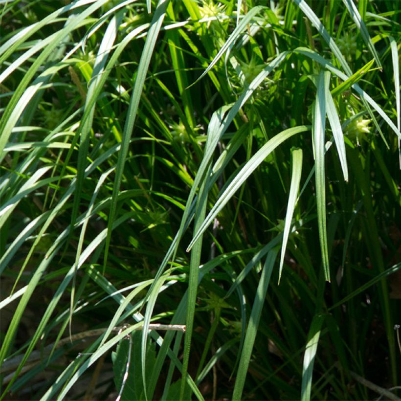 Carex grayi - Club sedge (Foliage)