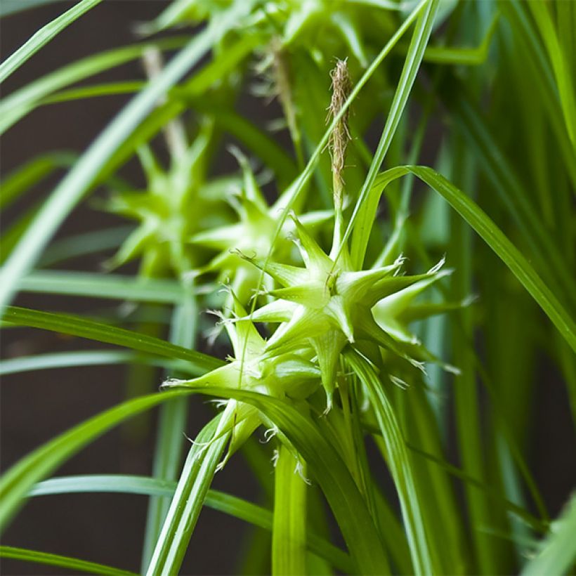 Carex grayi - Club sedge (Flowering)