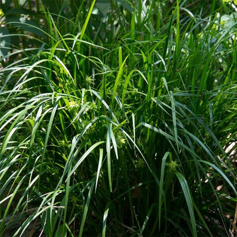 Carex grayi - Club sedge (Plant habit)