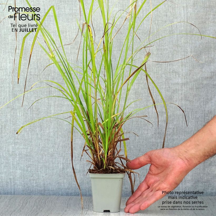 Carex grayi - Club sedge 8/9 cm pot sample as delivered in summer