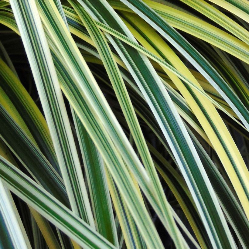 Carex Feather Falls (Foliage)