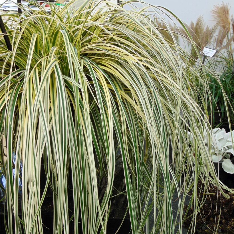 Carex Feather Falls (Plant habit)