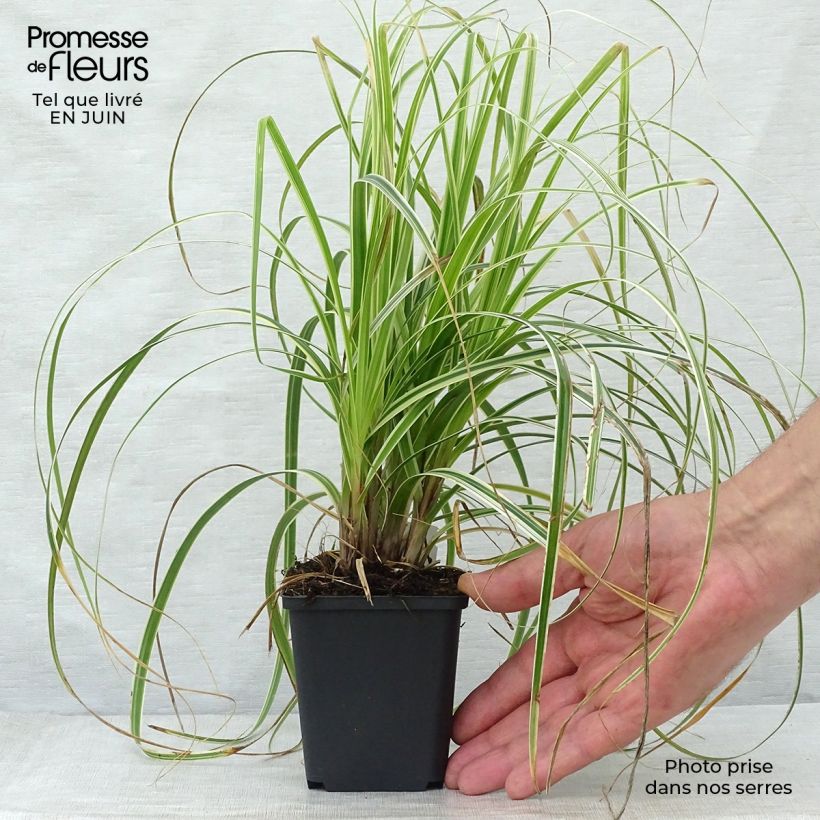 Carex Feather Falls 8/9 cm pot sample as delivered in summer