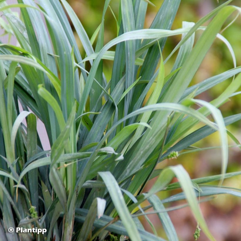 Carex laxiculmis Bunny Blue (Foliage)