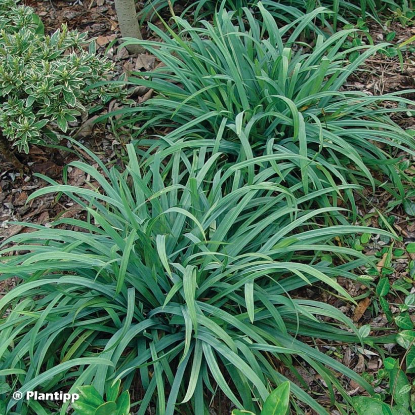 Carex laxiculmis Bunny Blue (Plant habit)