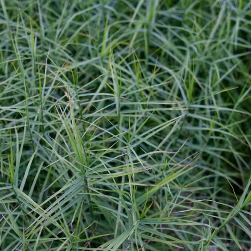 Carex muskingumensis Little Midge (Foliage)