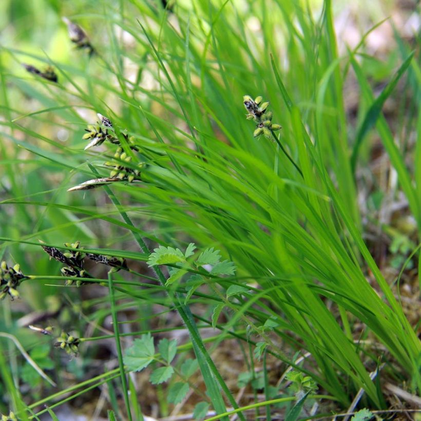 Carex montana (Foliage)