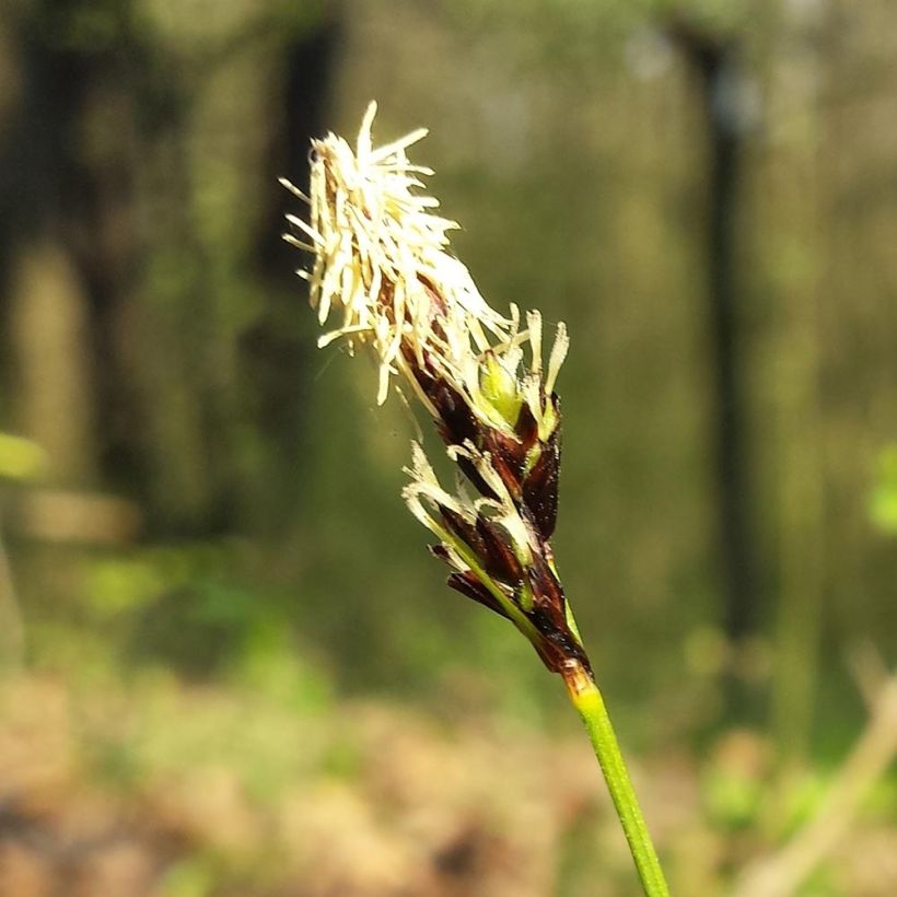 Carex montana (Flowering)