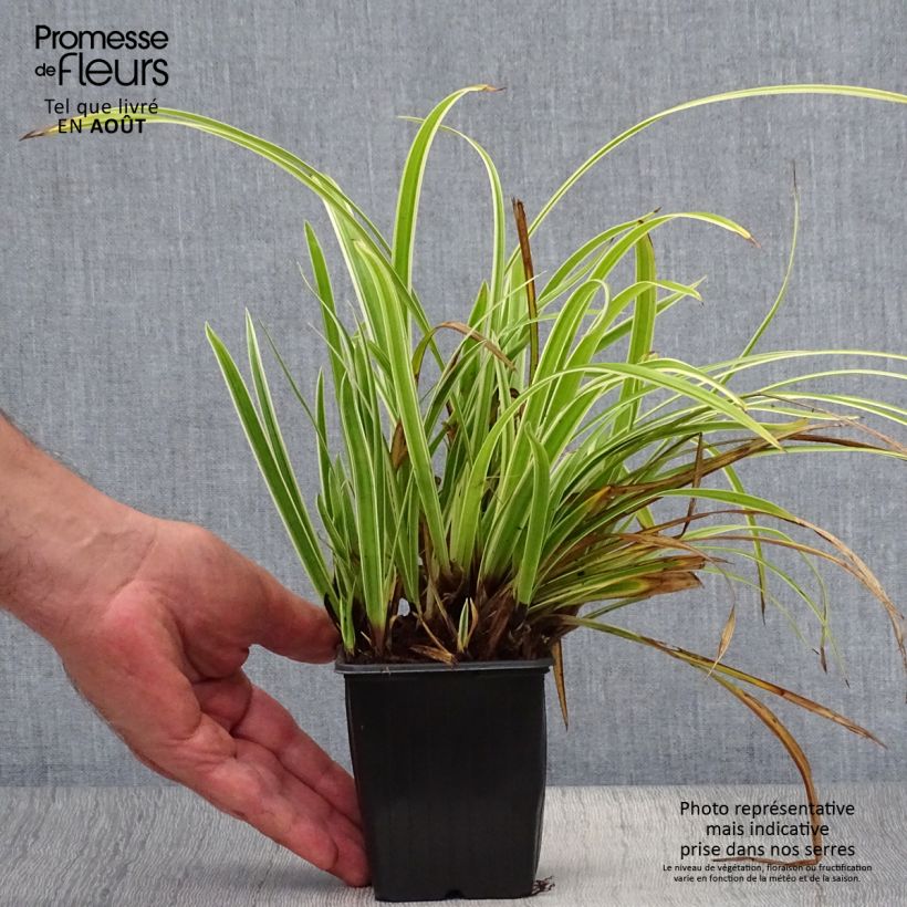 Carex morrowii Aureovariegata 8/9 cm pot sample as delivered in summer