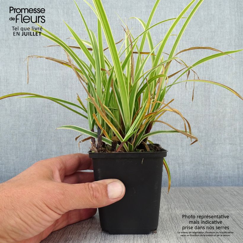 Carex morrowii Goldband 8/9 cm pot sample as delivered in summer
