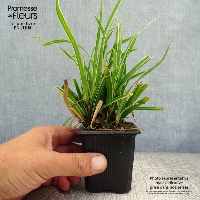 Carex morrowii Ice Dance 8/9 cm pot sample as delivered in summer