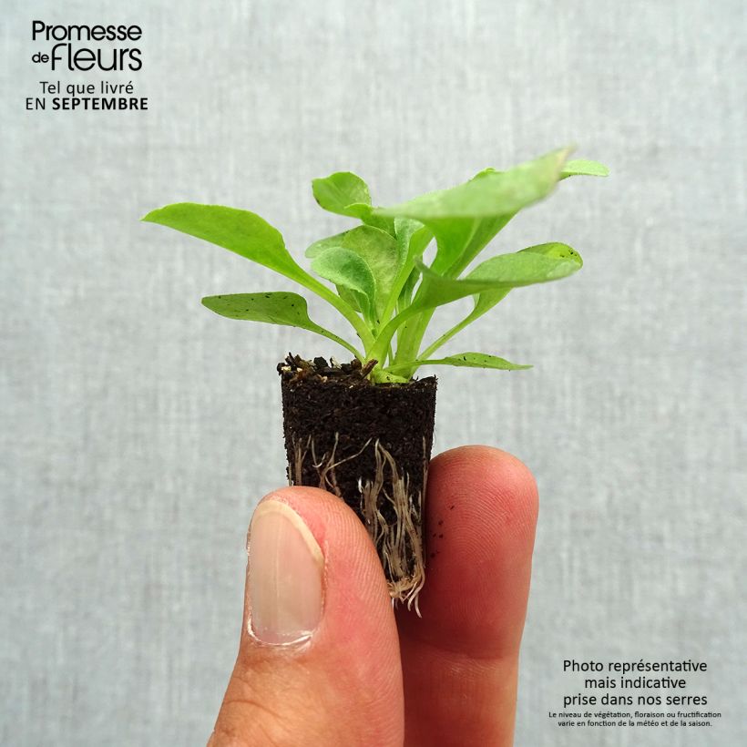 Carex morrowii Ice Dance Plug plant 3/4cm sample as delivered in autumn