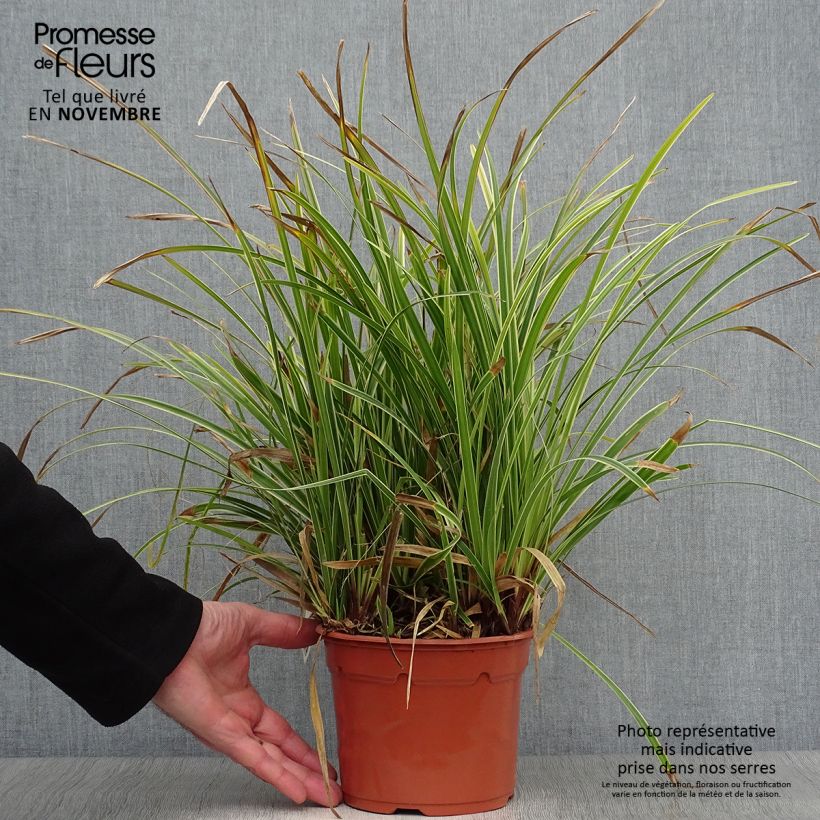 Carex morrowii Ice Dance 2L/3L pot sample as delivered in autumn