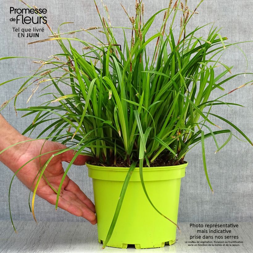 Carex morrowii Irish Green 2L/3L pot sample as delivered in summer