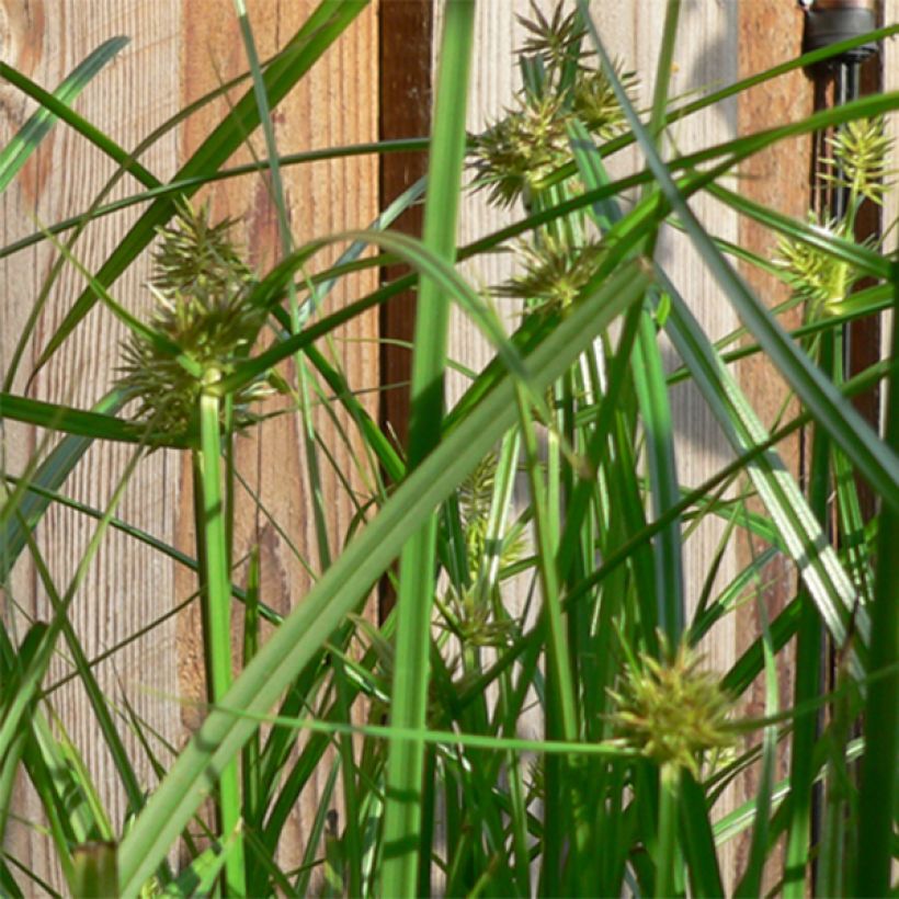 Carex muskingumensis (Flowering)