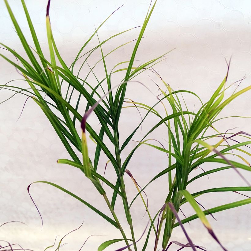 Carex muskingumensis (Foliage)