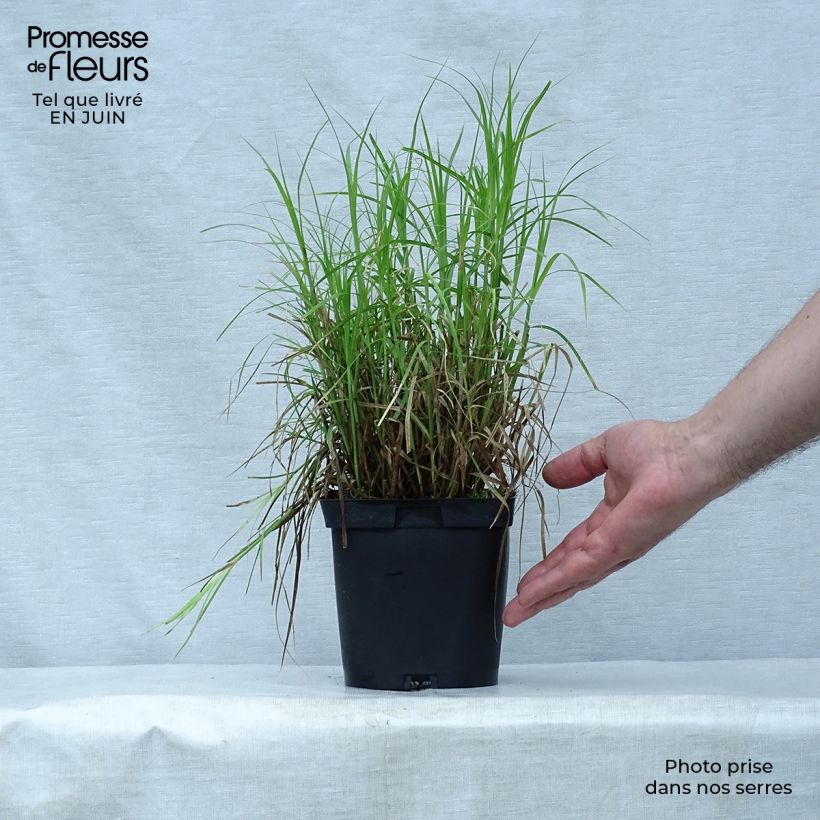 Carex muskingumensis 2L/3L pot sample as delivered in summer