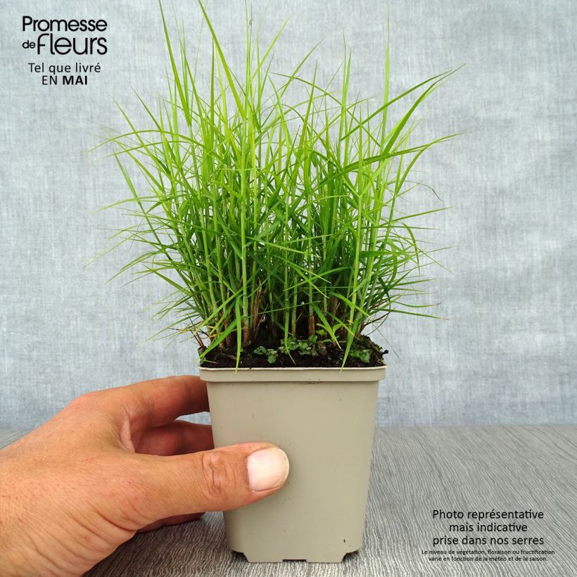 Carex muskingumensis Little Midge - Laîche d'Amérique Godet de 9cm sample as delivered in spring