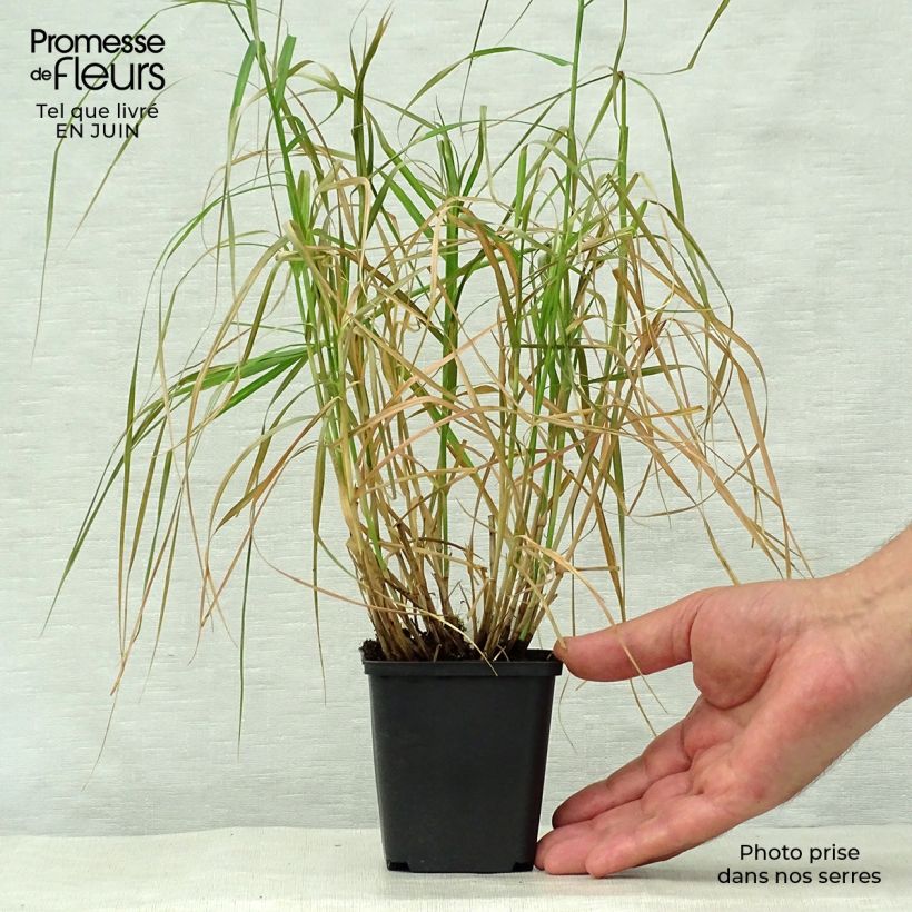 Carex muskingumensis Silberstreif 8/9 cm pot sample as delivered in summer