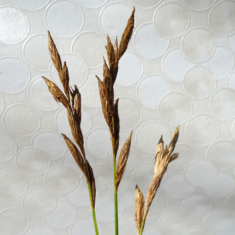 Carex muskingumensis Silberstreif (Flowering)