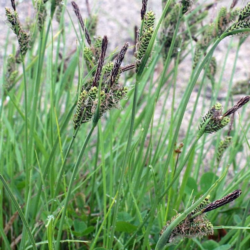 Carex nigra (Foliage)