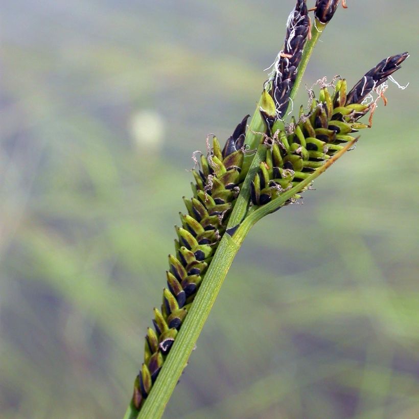 Carex nigra (Flowering)