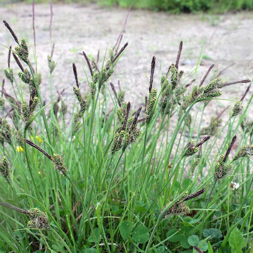 Carex nigra (Plant habit)