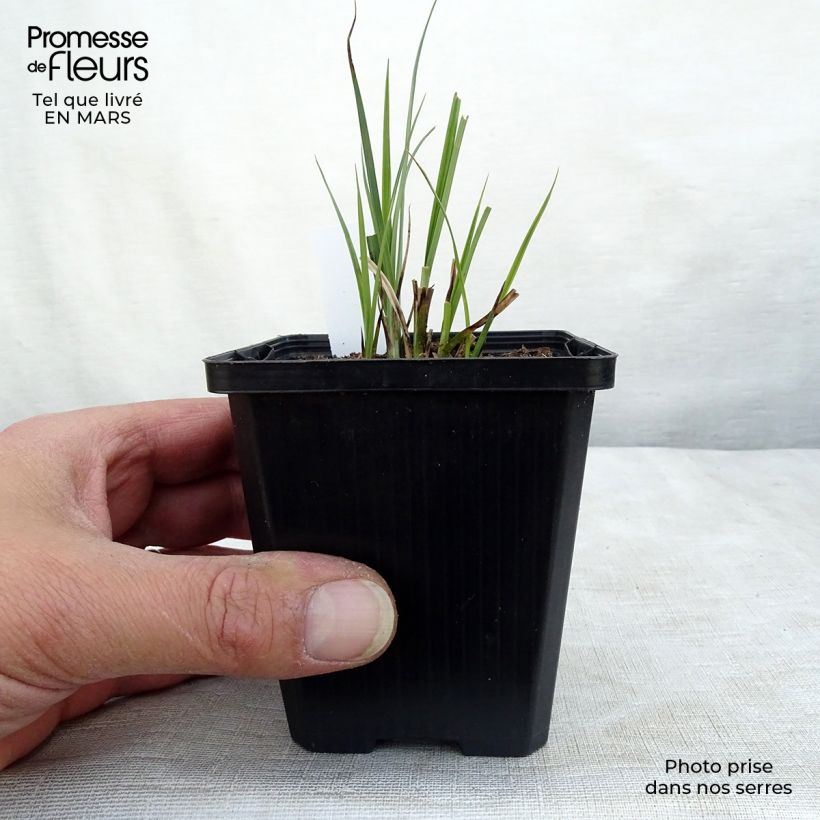 Carex nigra sample as delivered in spring