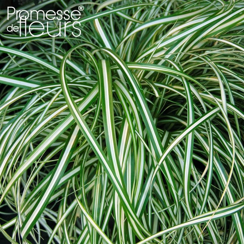 Carex oshimensis Everlite - Oshima Sedge (Foliage)