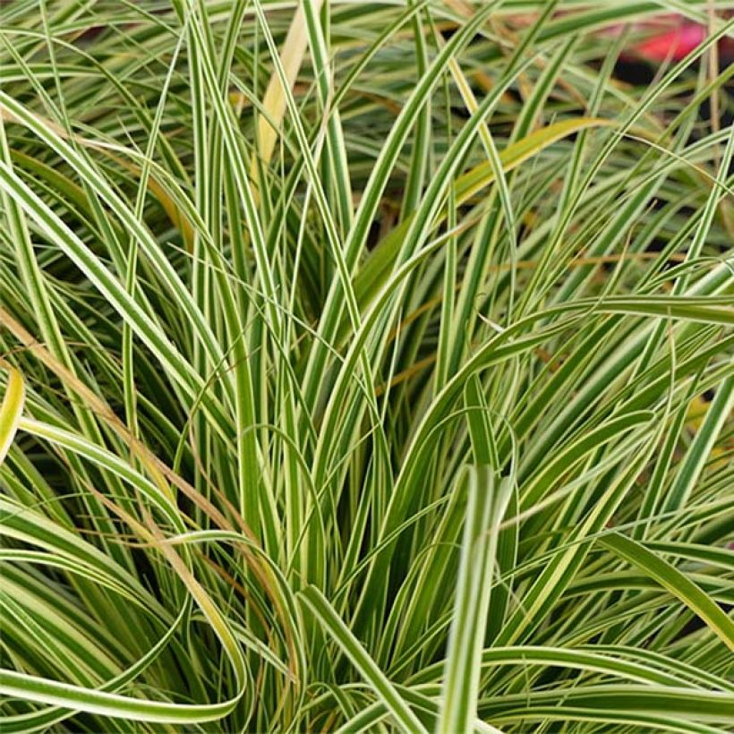 Carex oshimensis Evercream - Oshima Sedge (Foliage)