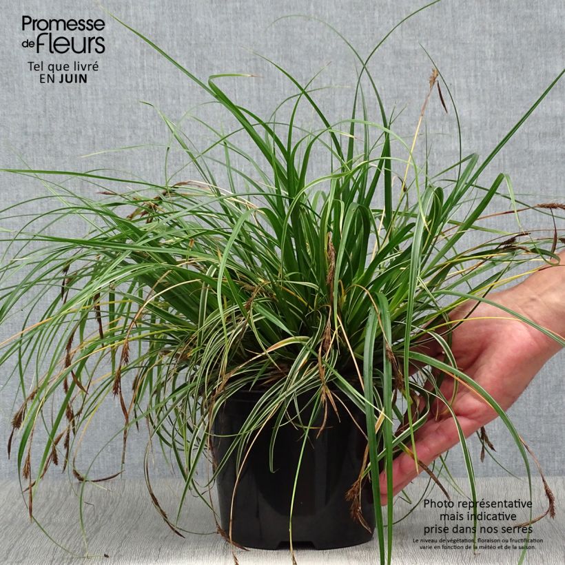Carex oshimensis Evercream - Oshima Sedge 2L/3L pot sample as delivered in summer