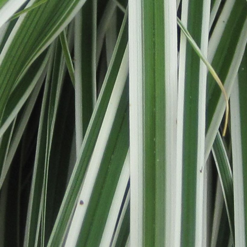 Carex oshimensis Everest - Oshima sedge (Foliage)