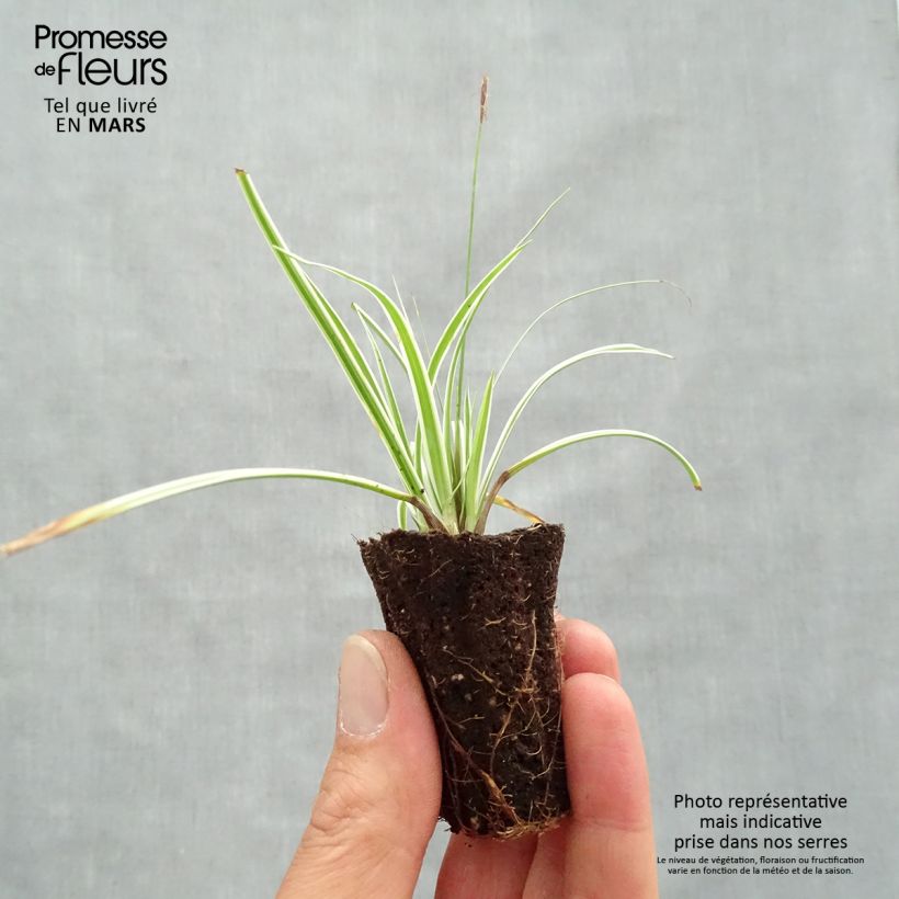 Carex oshimensis Everest - Oshima sedge Plug plant 3/4cm sample as delivered in spring