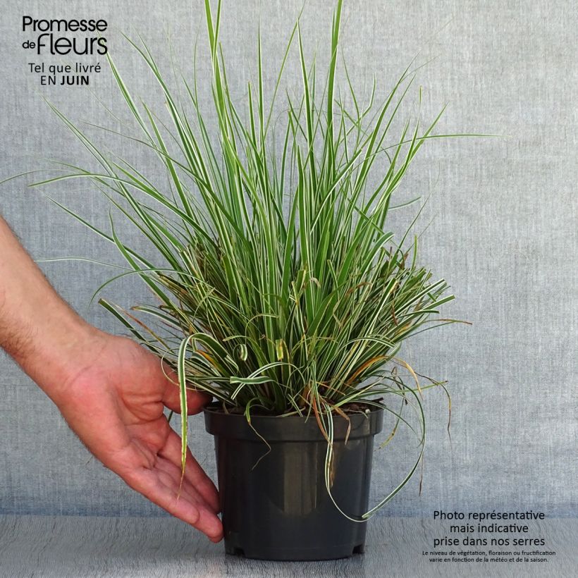 Carex oshimensis Everest - Oshima sedge 8/9 cm pot sample as delivered in summer