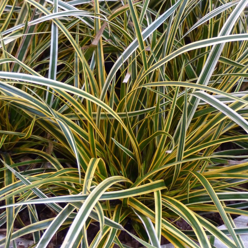 Carex oshimensis Everglow - Oshima Sedge (Foliage)