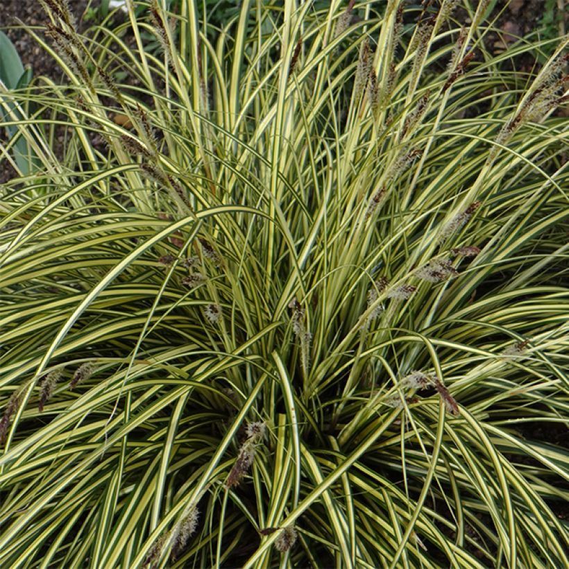 Carex oshimensis Evergold - Oshima Sedge (Flowering)