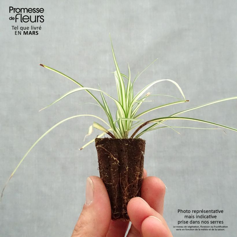 Carex oshimensis Evergold - Oshima Sedge Plug plant 3/4cm sample as delivered in spring