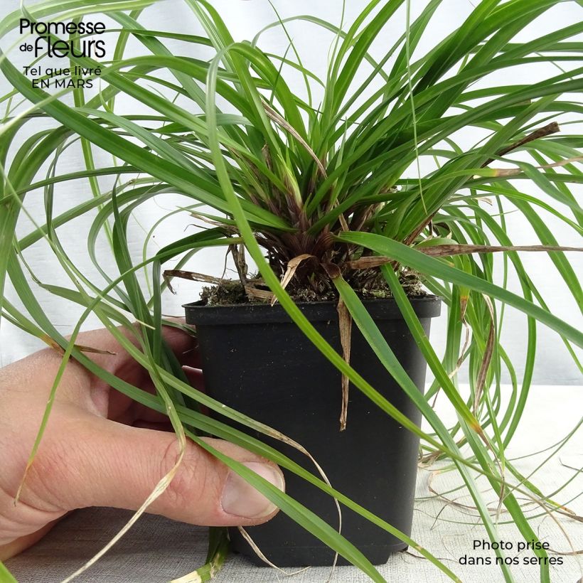 Carex oshimensis Evergreen - Oshima Sedge sample as delivered in spring