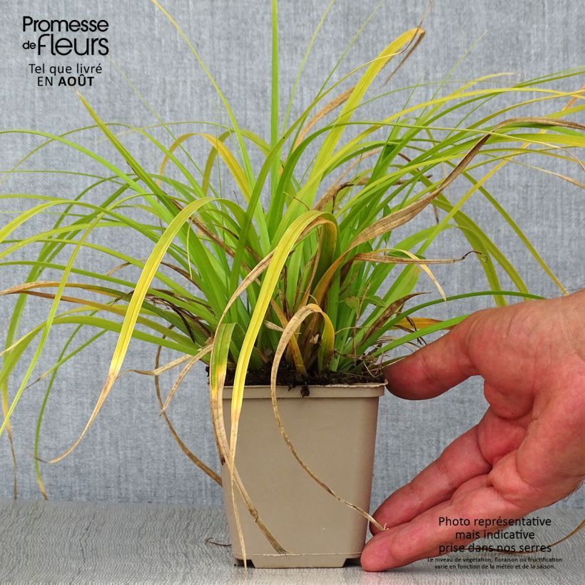 Carex oshimensis Evergreen - Oshima Sedge 8/9 cm pot sample as delivered in summer