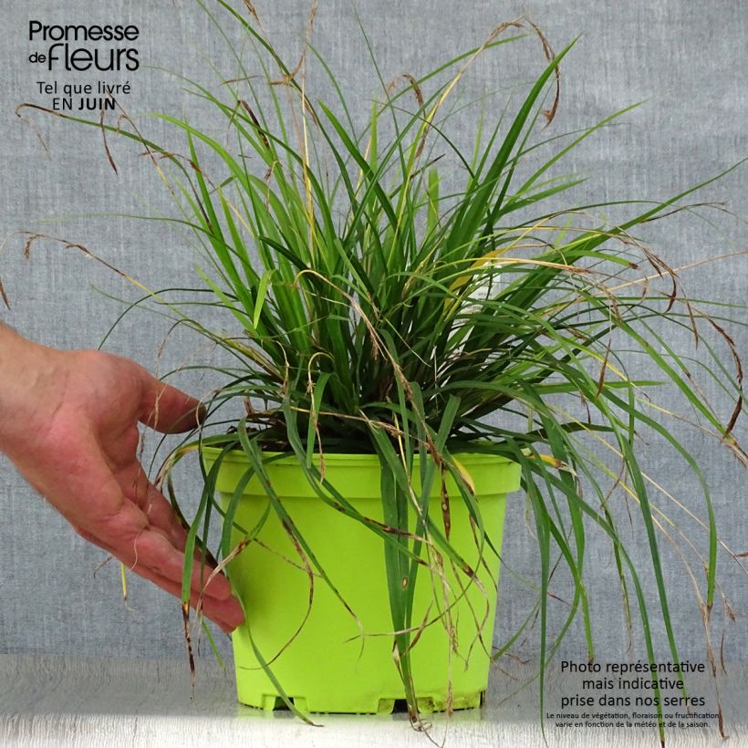 Carex oshimensis Evergreen - Oshima Sedge 2L/3L pot sample as delivered in summer