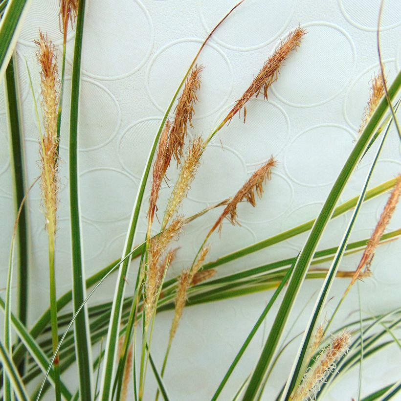 Carex oshimensis Everillo - Oshima Sedge (Flowering)