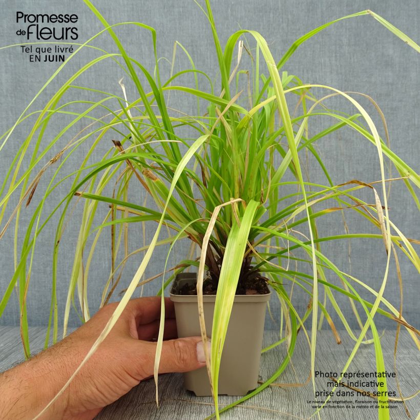 Carex oshimensis Everillo - Oshima Sedge 8/9 cm pot sample as delivered in summer