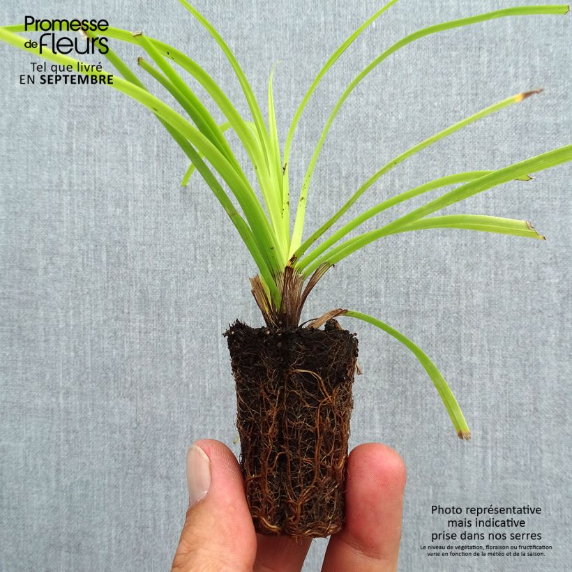 Carex oshimensis Everillo - Oshima Sedge Plug plant 3/4cm sample as delivered in autumn