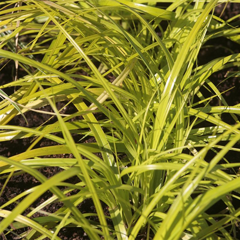 Carex oshimensis Everillo - Oshima Sedge (Foliage)