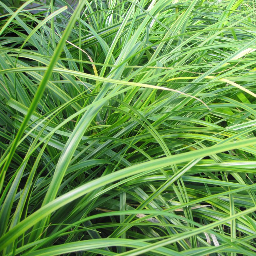 Carex oshimensis EverColor Everlime - Oshima Sedge (Foliage)